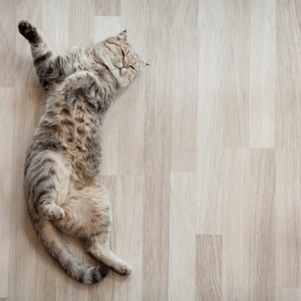 FloorDaddy Phoenix Flooring and Installation Company