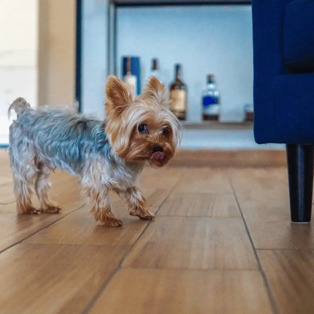 Phoenix Flooring Company
