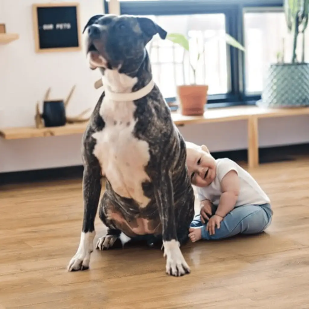 Phoenix Vinyl Plank Flooring Company