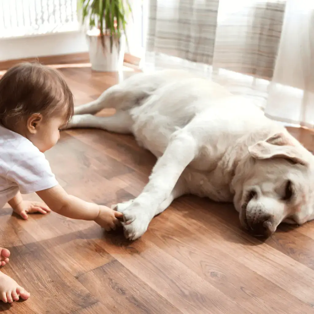 Phoenix Vinyl Plank Flooring Company