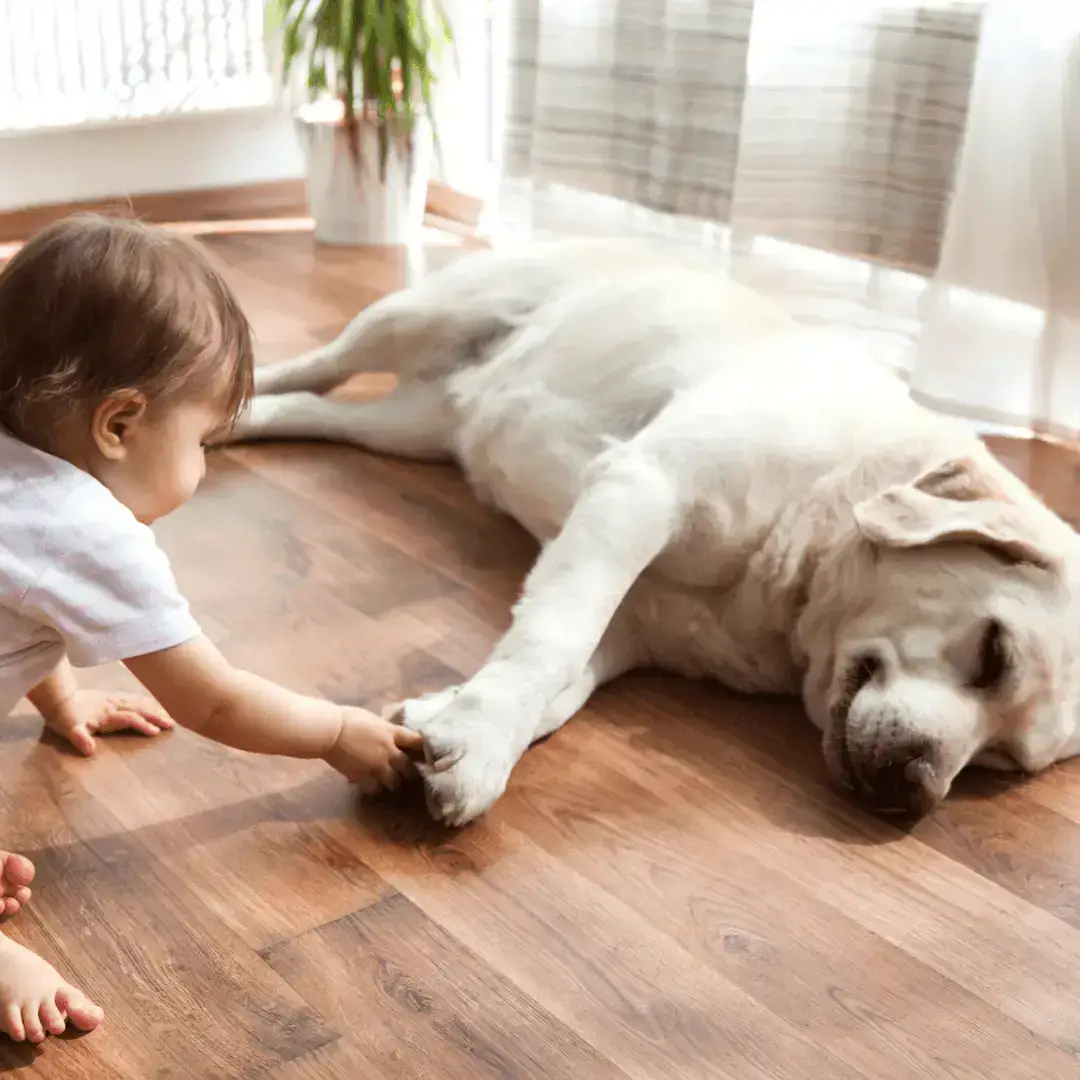 Phoenix Vinyl Plank Flooring Company